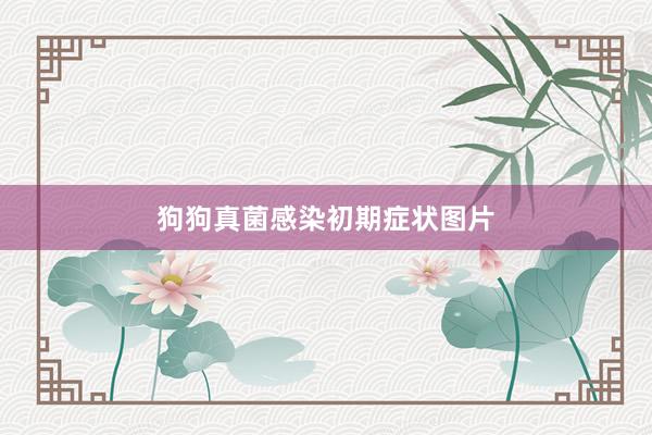 狗狗真菌感染初期症状图片